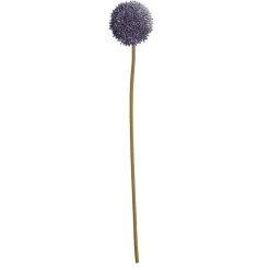 Bloem Allium Paars